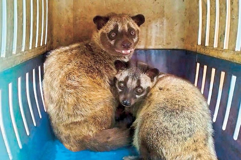 5 wildlife animals turned over to DENR-Bulacan