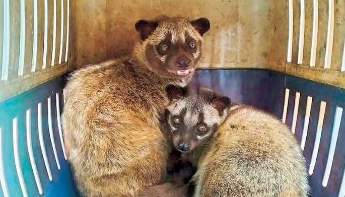 5 wildlife animals turned over to DENR-Bulacan