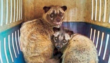 5 wildlife animals turned over to DENR-Bulacan