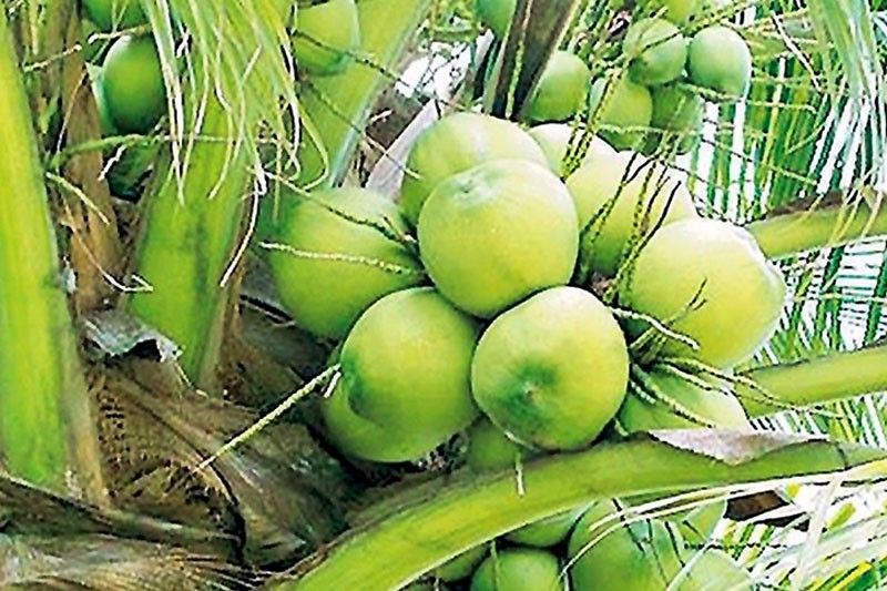 Funding gaps hinder coconut development plan