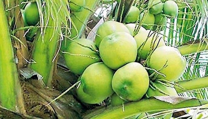 Funding gaps hinder coconut development plan