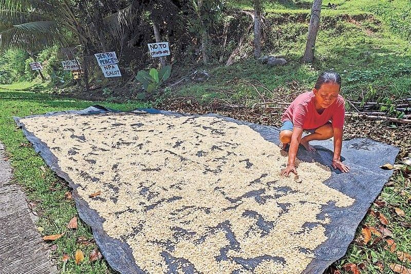 DA eyes use of millet to lower livestock costs