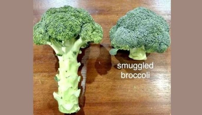 Smuggled broccoli ibinebenta sa Benguet at Baguio