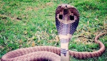 17-anyos coed tepok sa tuklaw ng king cobra!