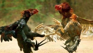 Mga Pinoy sa France binalaan vs sabong