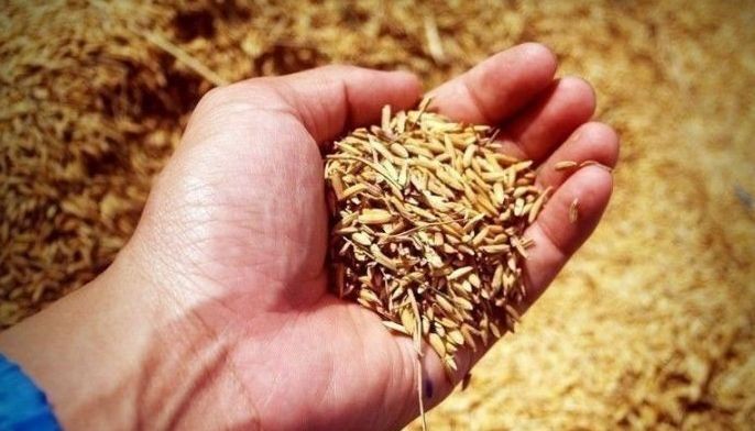 NFA adopts purchase order system for palay