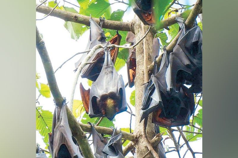 One of world’s largest bats found in Apayao forest