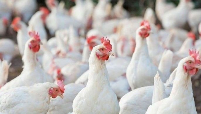 DA lifts poultry import ban on Albania, Indiana
