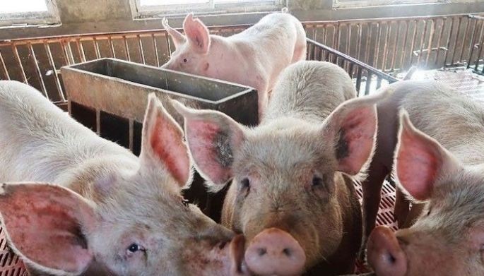 Negros resumes hog shipments to Iloilo