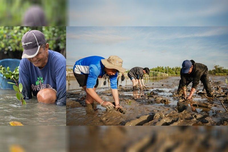 Bayanihan powers mangrove stewardship activities in Bataan