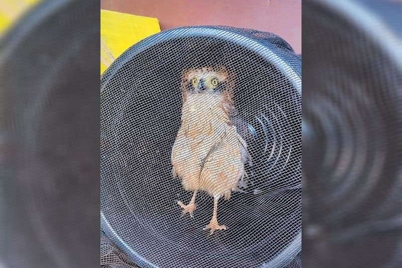 Young eagle rescued in Baguio village