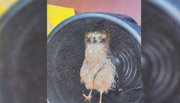 Young eagle rescued in Baguio village
