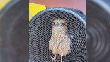 Young eagle rescued in Baguio village