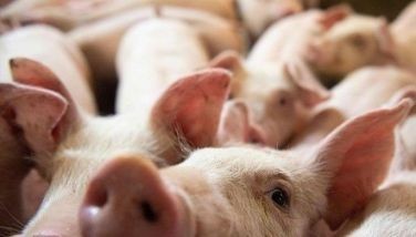 Hog raisers seek higher tariffs to address losses