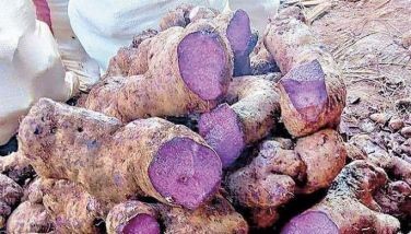 UA&P: Ube sector must improve planting materials, productivity