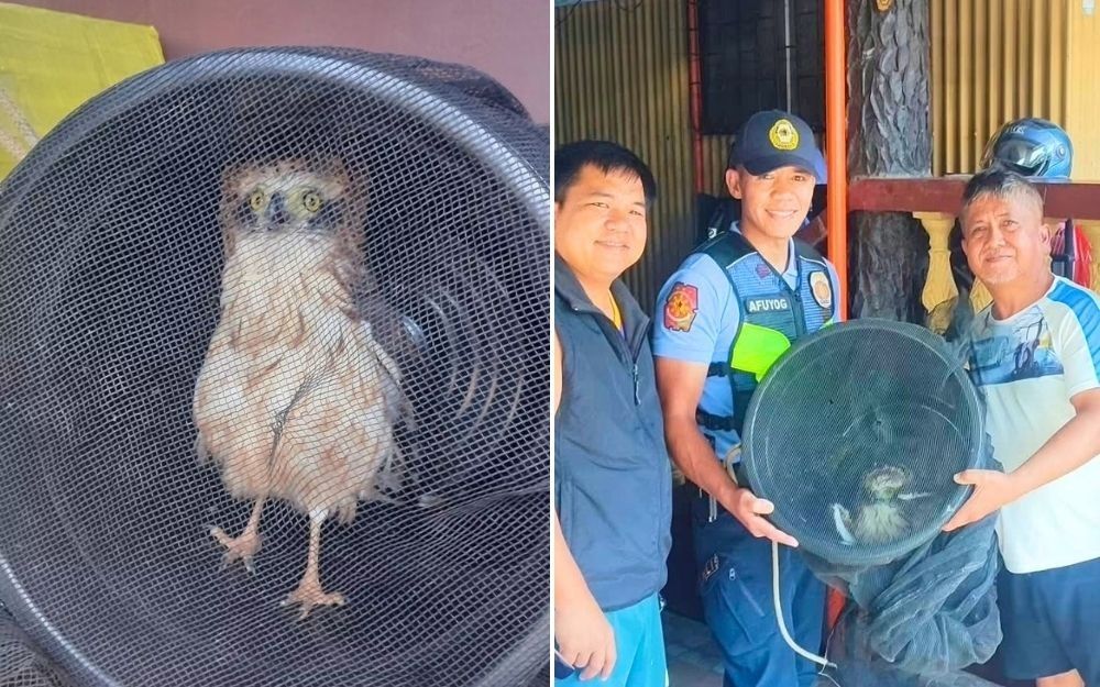 Young eagle rescued in Baguio village