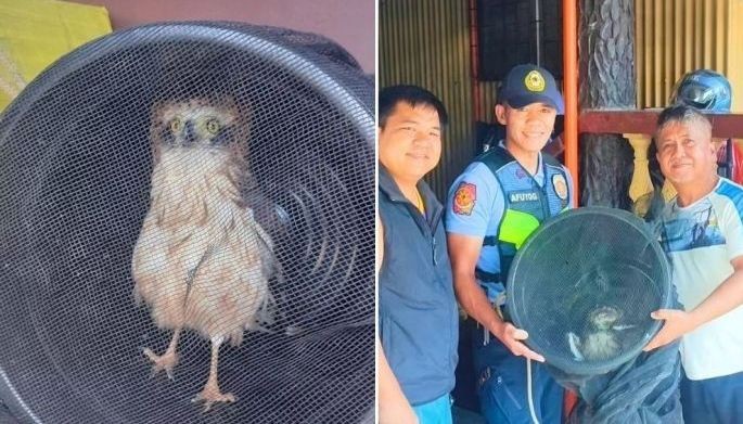 Young eagle rescued in Baguio village