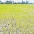 A farmer in Barangay Central, San Jose, Occidental Mindoro checks the dry soil during El Niño in this file photo from March 2024.