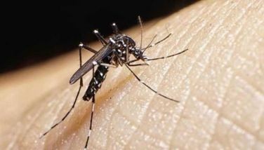 Negros dengue deaths up amid fewer cases