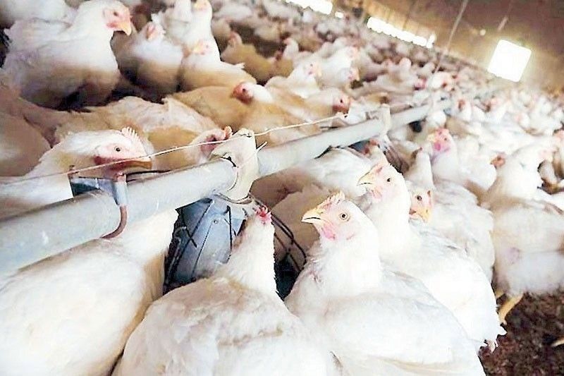 Food supply sufficient until after holidays