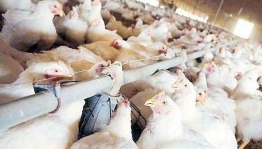 Food supply sufficient until after holidays