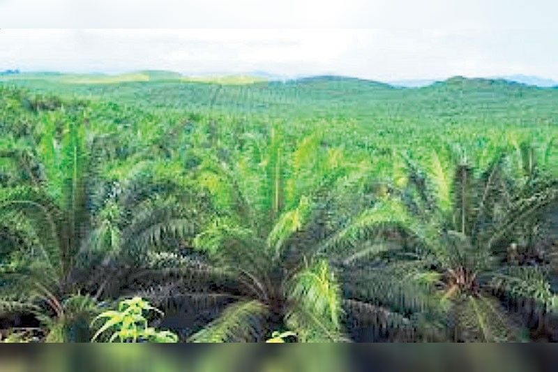 Philippines palm oil industry ready for takeoff