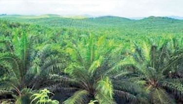 Philippines palm oil industry ready for takeoff