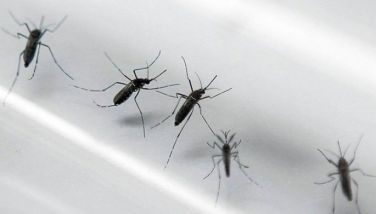 San Lazaro Hospital logs 512 dengue cases