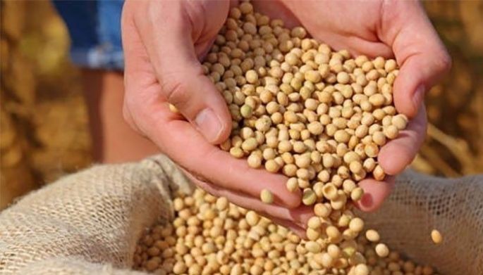 Soybean meal imports seen to rise 10% in 2027