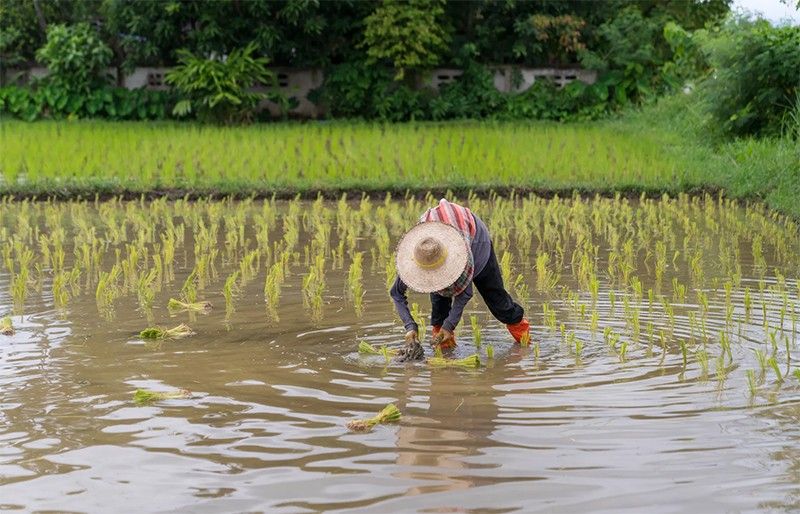 Syngenta and Kyoyu Agri partner to distribute innovative rice herbicide in Asian markets
