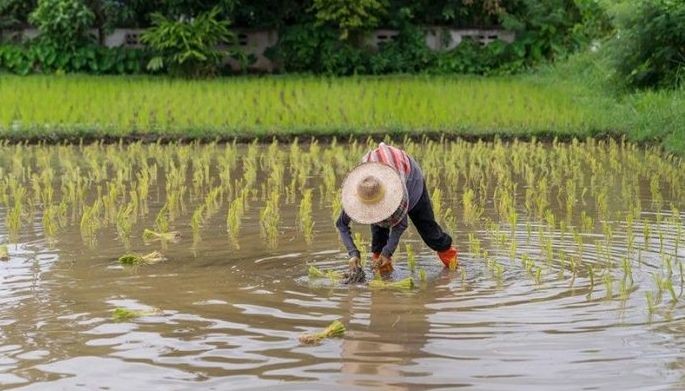 Syngenta and Kyoyu Agri partner to distribute innovative rice herbicide in Asian markets