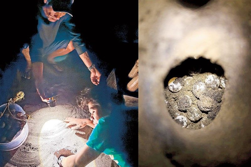 Sea turtle eggs found as nesting season starts