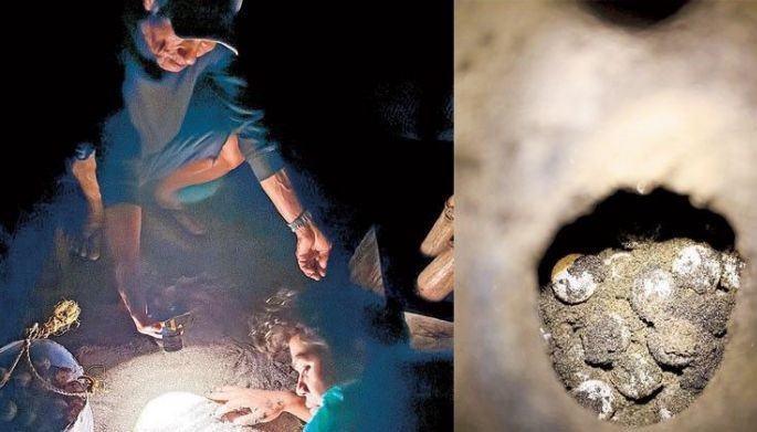 Sea turtle eggs found as nesting season starts