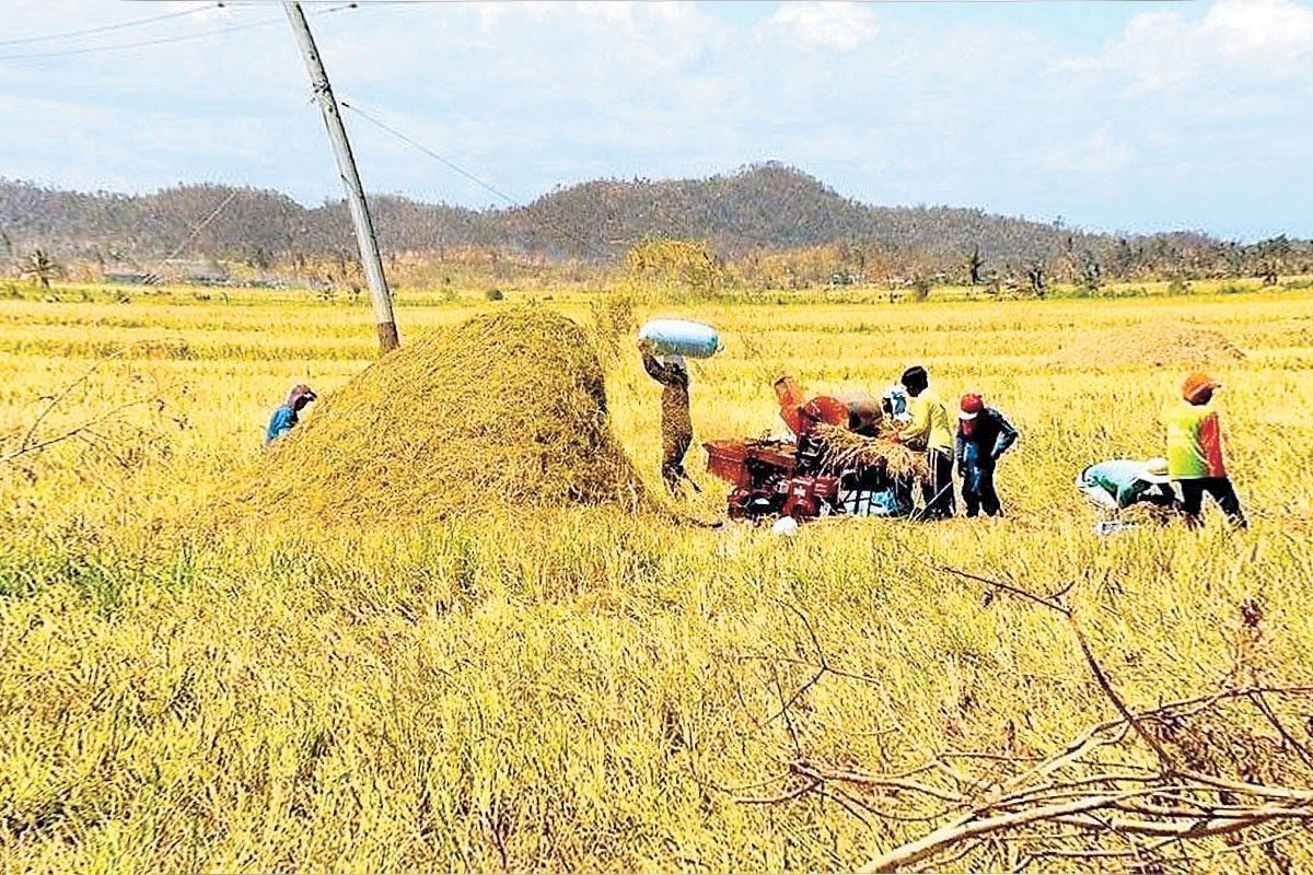 El Nino effect: Double-digit decline in palay output seen