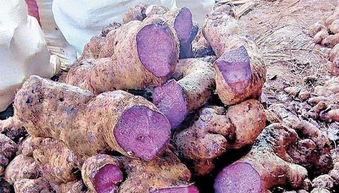DA mobilizes LGUs to boost ube output