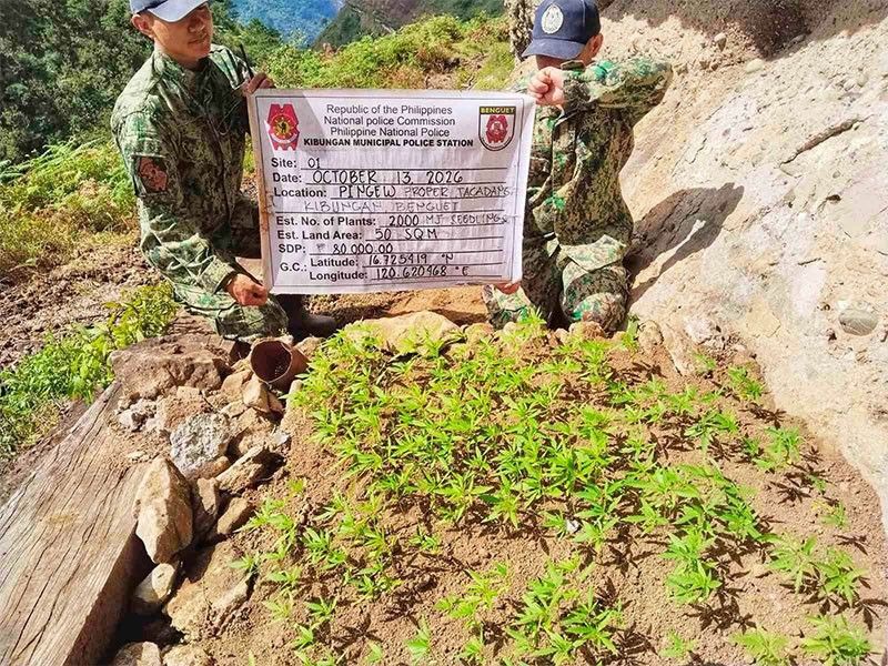 5,000 marijuana seedlings, binunot sa Benguet