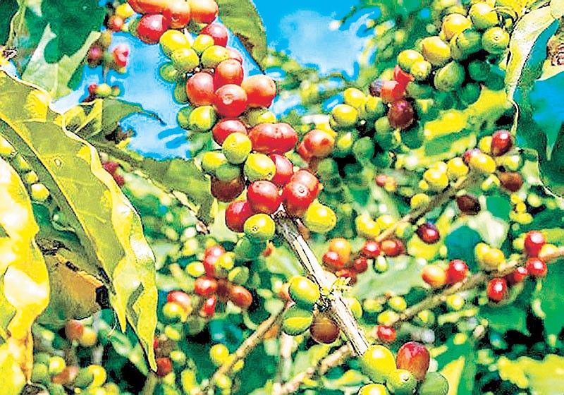 Coffee production seen to drip below 30,000 MT