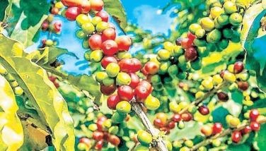 Coffee production seen to drip below 30,000 MT