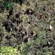 Photo provided by the Department of Environment and Natural Resources-Central Luzon shows bats roosting in the Aurora Memorial National Park.