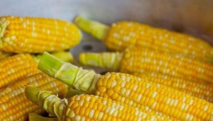 &lsquo;Higher corn MAV to lower feed costs&rsquo;