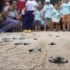 Pawikan rescue center. The Aboitiz Cleanergy Park serves primarily as a hatchery and rescue center facility for marine turtles, with care being extended to the green sea, olive ridley, and hawksbill species. Protection and care is important as pawikans in the area were prone to poaching and illegal fishing practices.